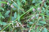 Serratula tinctoria