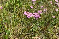 Centaurium erythraea