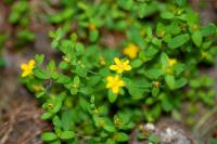 Hypericum humifusum