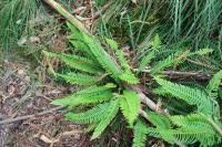 Struthiopteris spicant