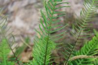 Struthiopteris spicant
