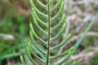 Struthiopteris spicant