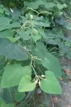 Aristolochia clematitis