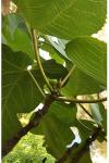 Ficus carica
