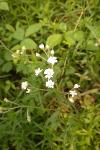 Achillea ptarmica