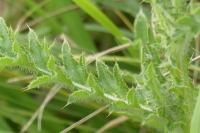 Carduus nutans