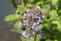 Mentha aquatica