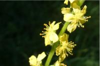 Agrimonia