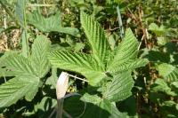 Filipendula ulmaria