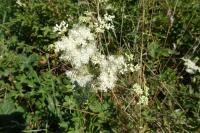 Filipendula ulmaria