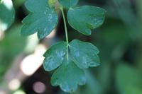 Thalictrum flavum