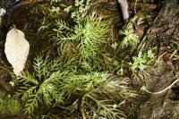 Hottonia palustris
