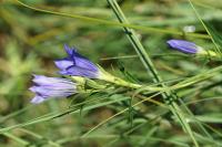 Gentiana pneumonanthe
