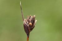 Schoenus nigricans