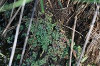 Azolla filiculoides