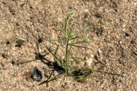 Plantago arenaria