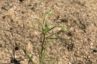 Plantago arenaria