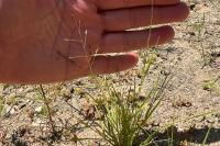 Eragrostis pectinacea