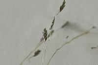 Eragrostis pectinacea