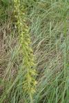 Epipactis muelleri