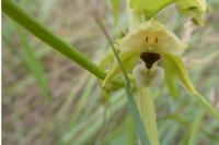 Epipactis muelleri