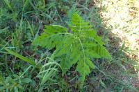 Ambrosia artemisiifolia