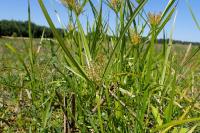 Cyperus eragrostis