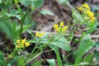 Rorippa sylvestris