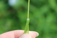 Eragrostis pilosa