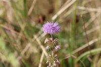 Mentha pulegium