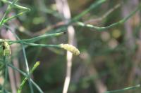Equisetum ramosissimum