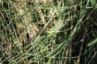 Equisetum ramosissimum