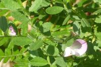 Ononis spinosa
