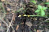 Carex echinata