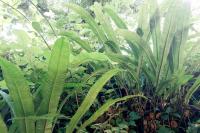 Asplenium scolopendrium