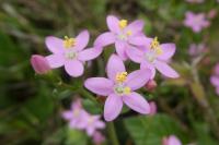 Centaurium erythraea