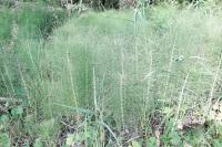 Equisetum telmateia