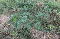 Ambrosia artemisiifolia