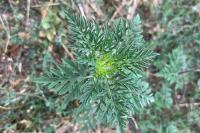 Ambrosia artemisiifolia