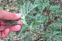 Ambrosia artemisiifolia