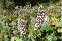 Erica vagans