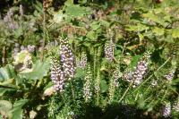 Erica vagans