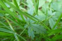 Potentilla erecta