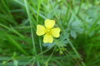 Potentilla erecta
