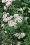Eupatorium cannabinum