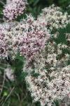 Eupatorium cannabinum