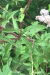 Eupatorium cannabinum