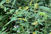 Lysimachia vulgaris