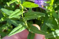 Scutellaria hastifolia