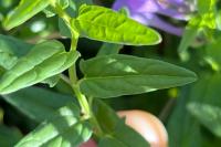 Scutellaria hastifolia